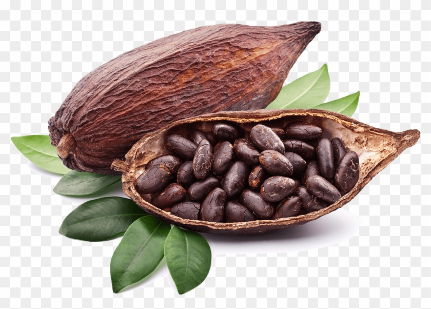 Cocoa Bean Png Какао Бобы Как Растут Clipart (851761) PikPng