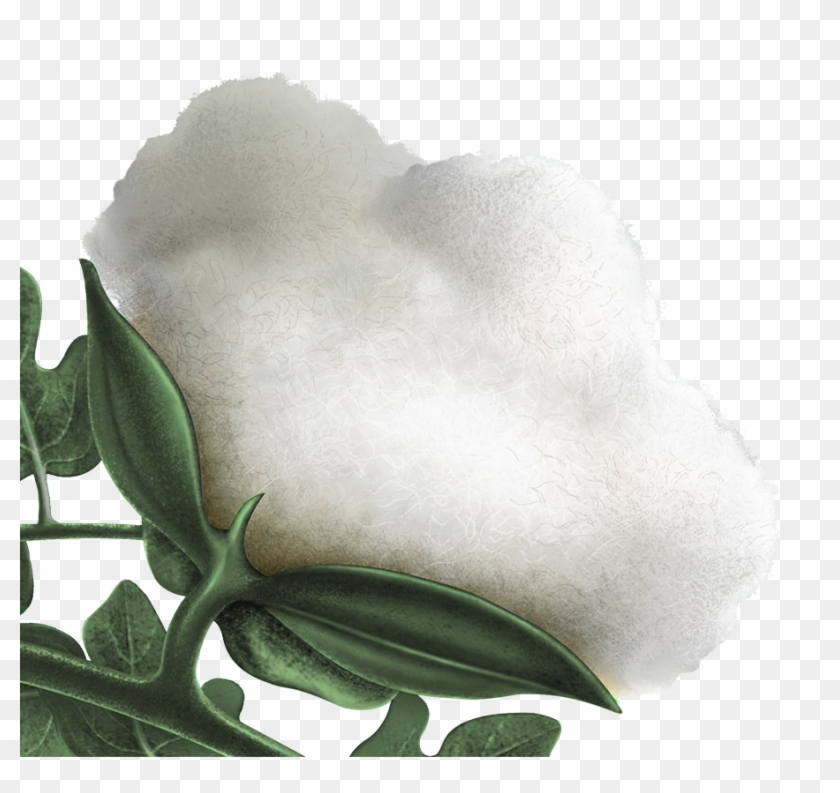 Home - Japanese Honeysuckle Clipart #851766