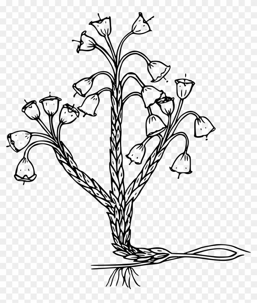 This Free Icons Png Design Of Merten's Mountain Lily Clipart