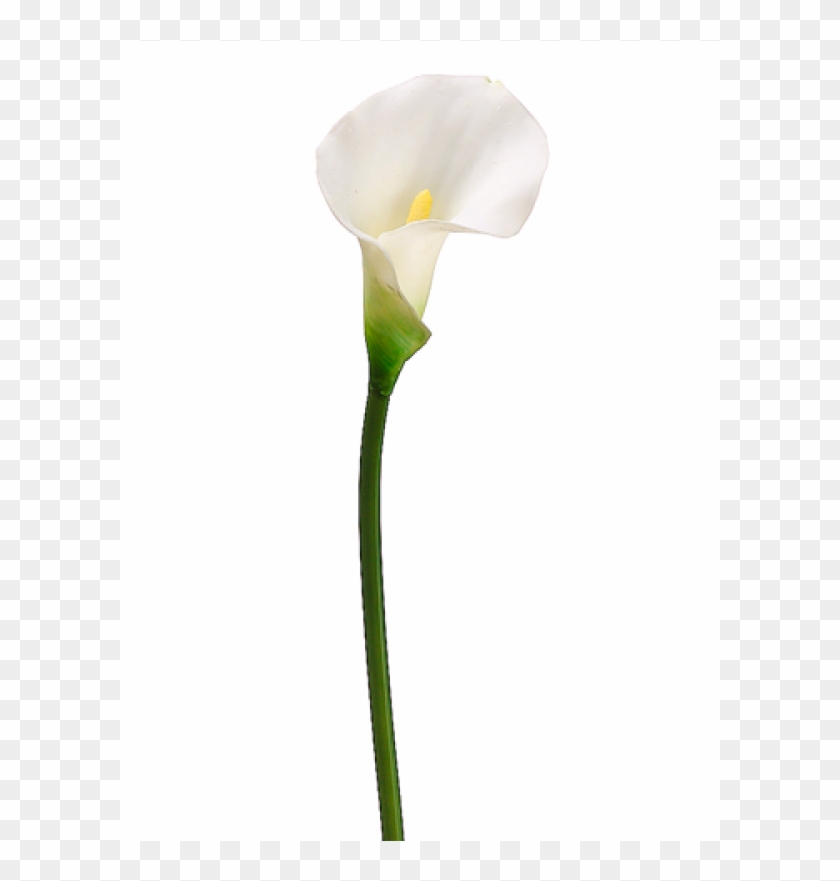 21" Pvc Calla Lily Stem White - Arum Clipart #852130