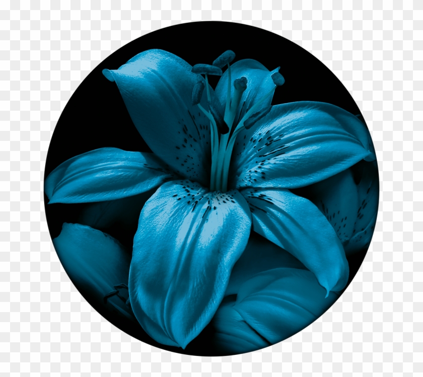 Blue Lily - Lily Clipart #852355