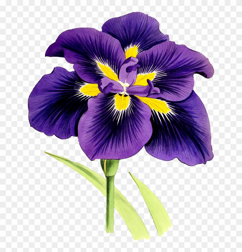 Medium Image - Watercolor Purple Iris Clipart #852612