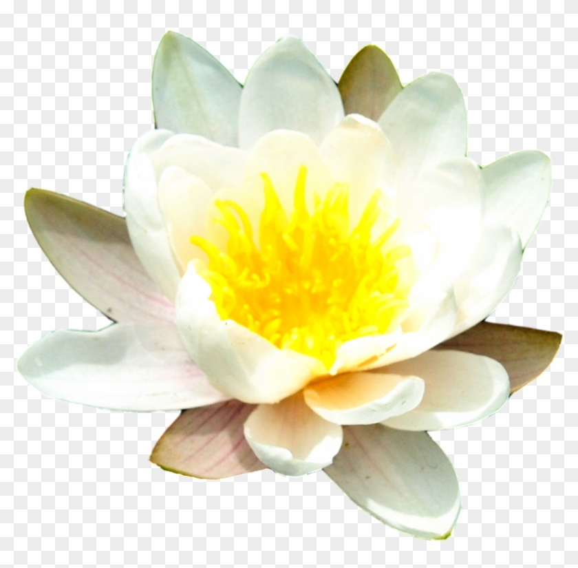 1024 X 977 1 - Water Lily No Background Clipart #852809