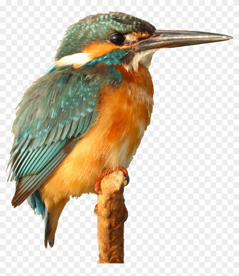 Big Image - Kingfisher Clipart - Png Download