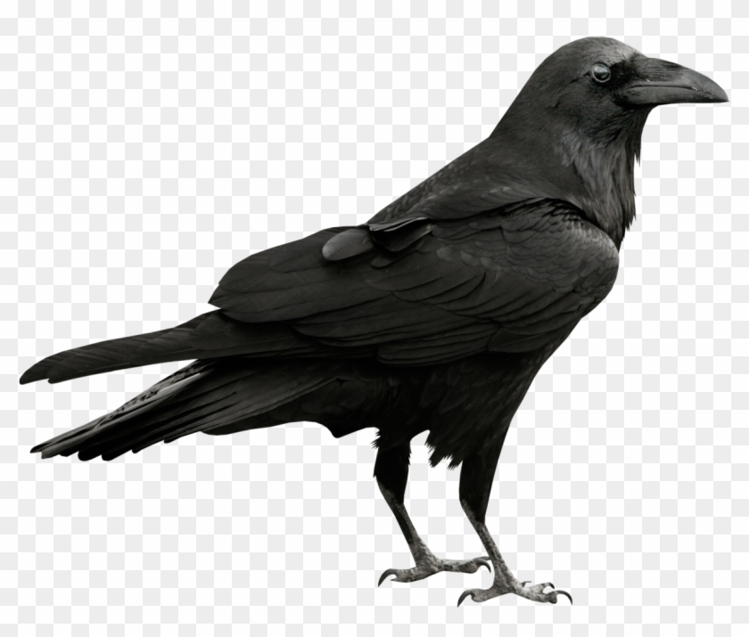 Raven Png Clipart