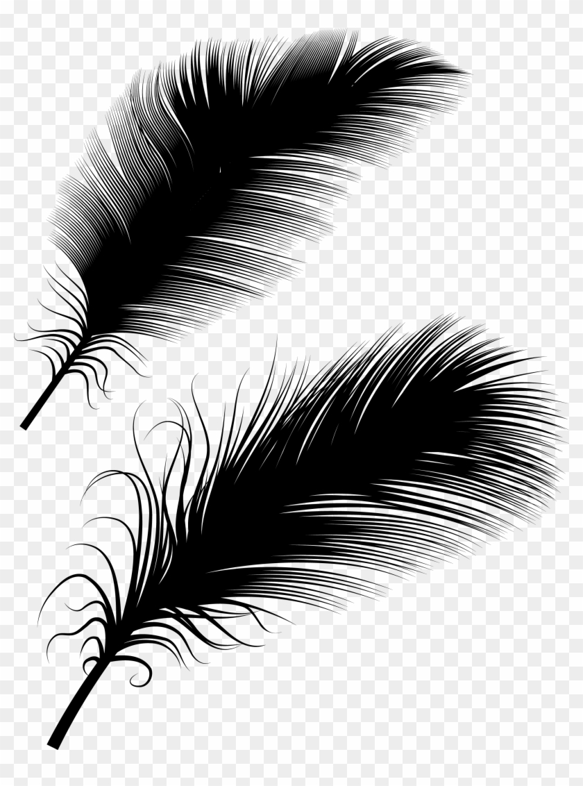 Bird Euclidean Transprent Png Free Download Stock - Png ريش Clipart