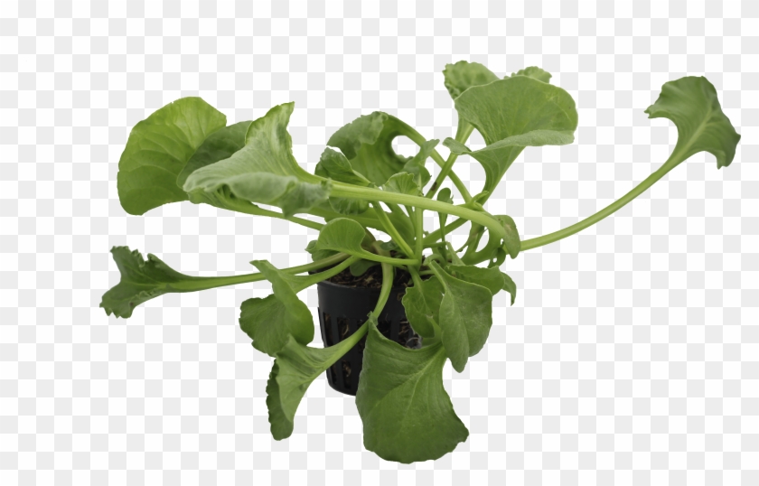 Png Spinach - Arugula Clipart #853188