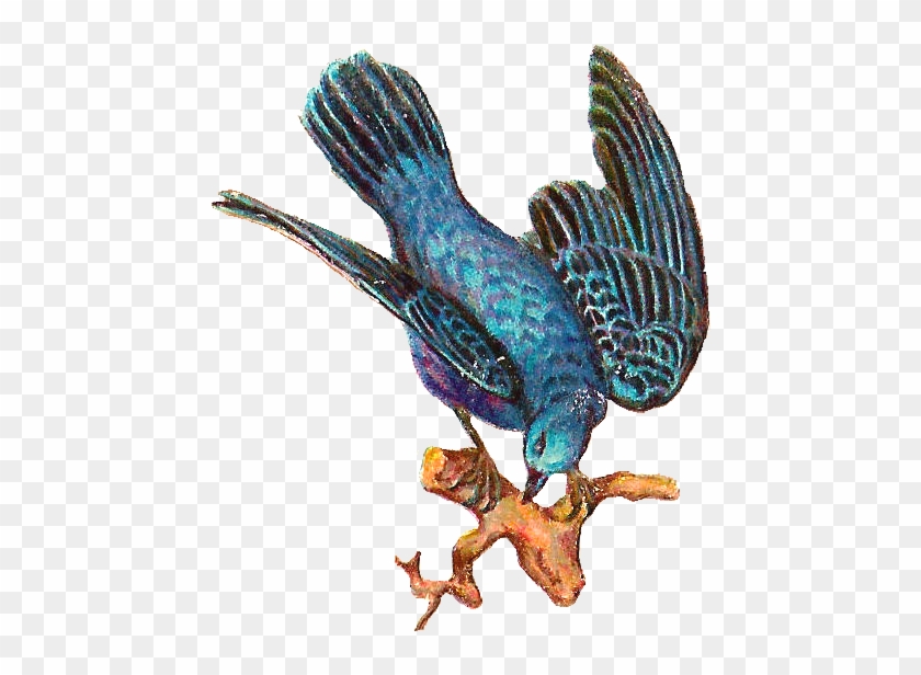 Big Bird Clip Art - Bird - Png Download #853311