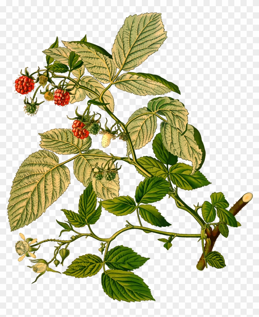 This Free Icons Png Design Of Raspberry Clipart #853638