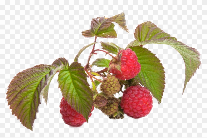 Raspberry Fruit Red, Fruit, Raspberries, Red, Background Clipart #853898