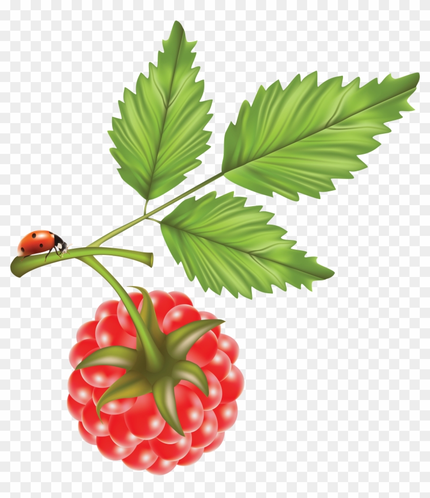 Png Photo, Raspberry, Free Pictures, Fruit, Raspberries - Raspberry Vector Clipart #854434