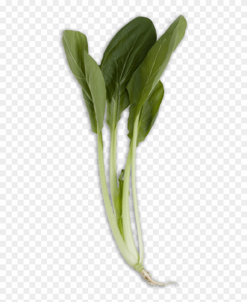 Download Bok Choy Png Images Background - Long Bok Choy Clipart #854619