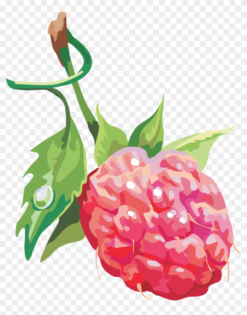 Raspberry Illustration Png Clipart