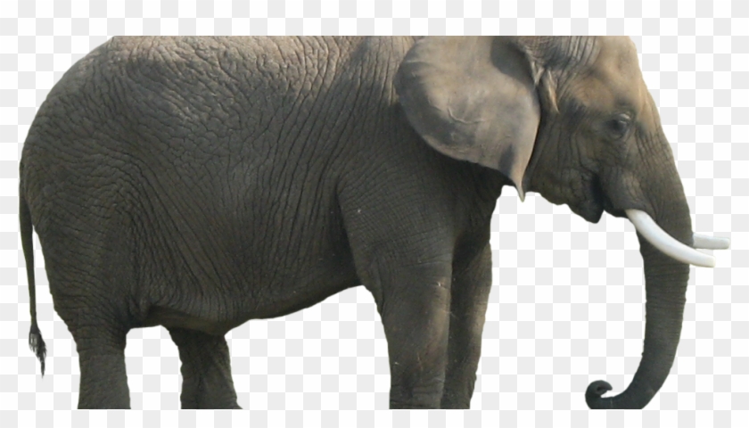 Body Parts Of Elephant Clipart #854937