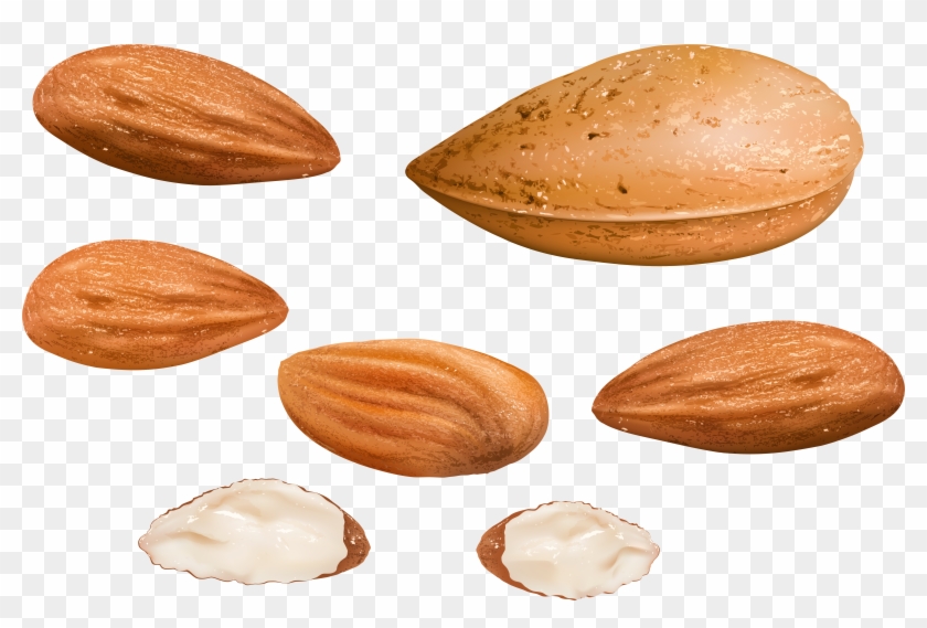 Almonds Png Clipart Image - Almond Transparent Png #856419