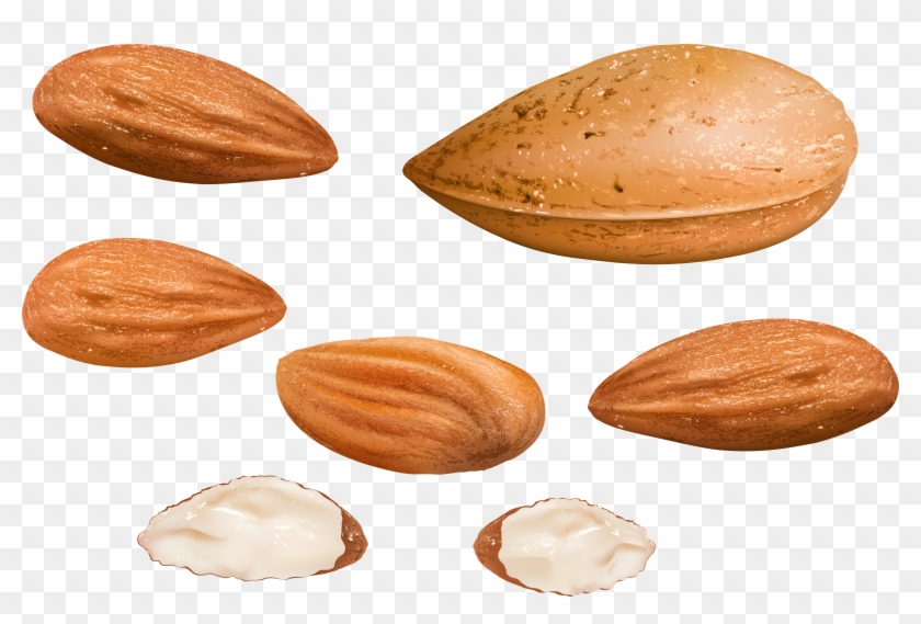 Almonds Png Clipart Image - Almond Transparent Png