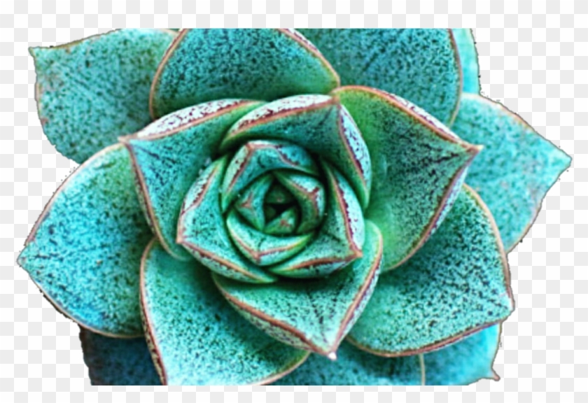 Flower Crown Clip Art Tumblr - Evergreen Rose - Png Download