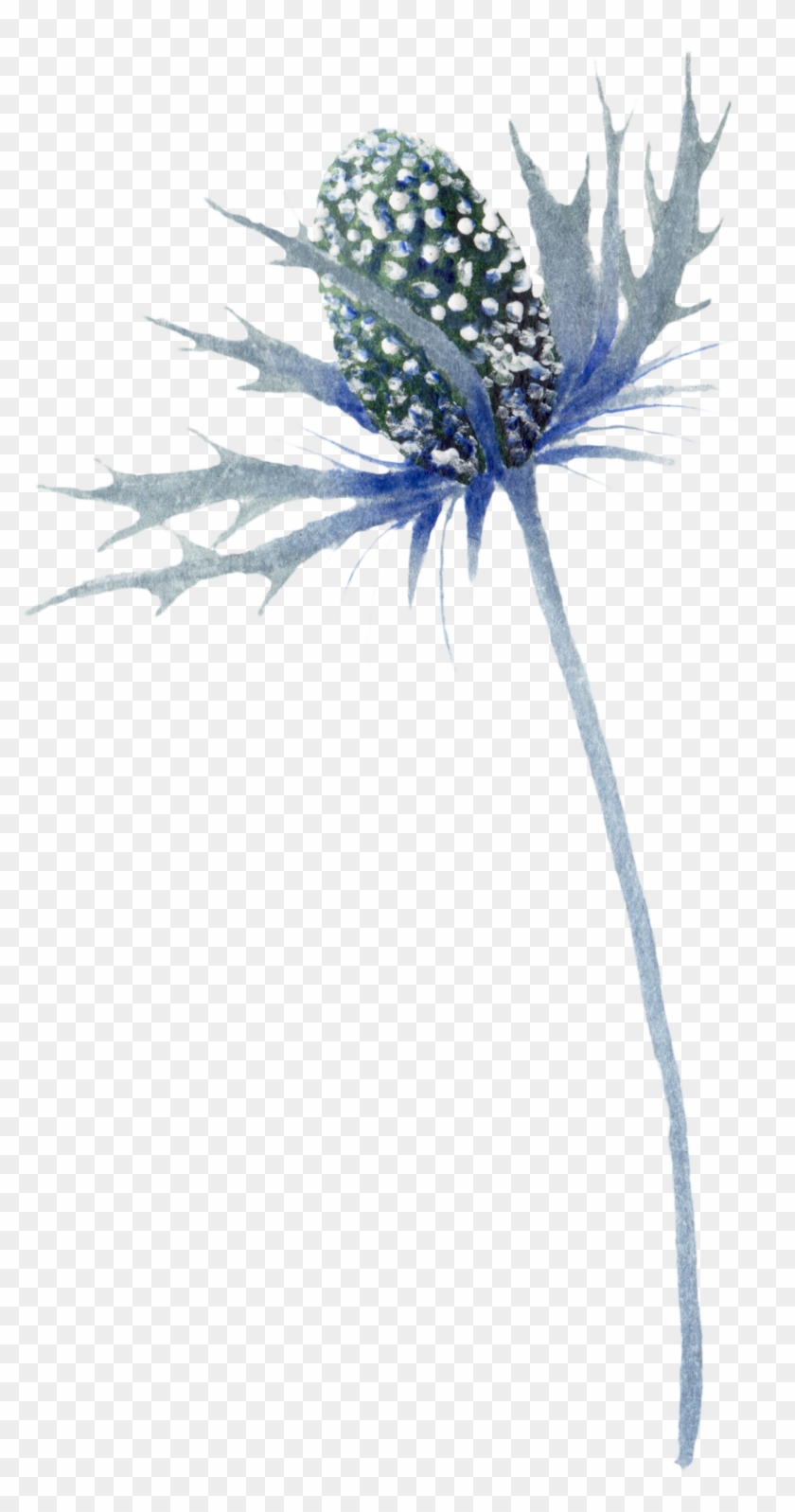 Alpine Sea Holly Clipart