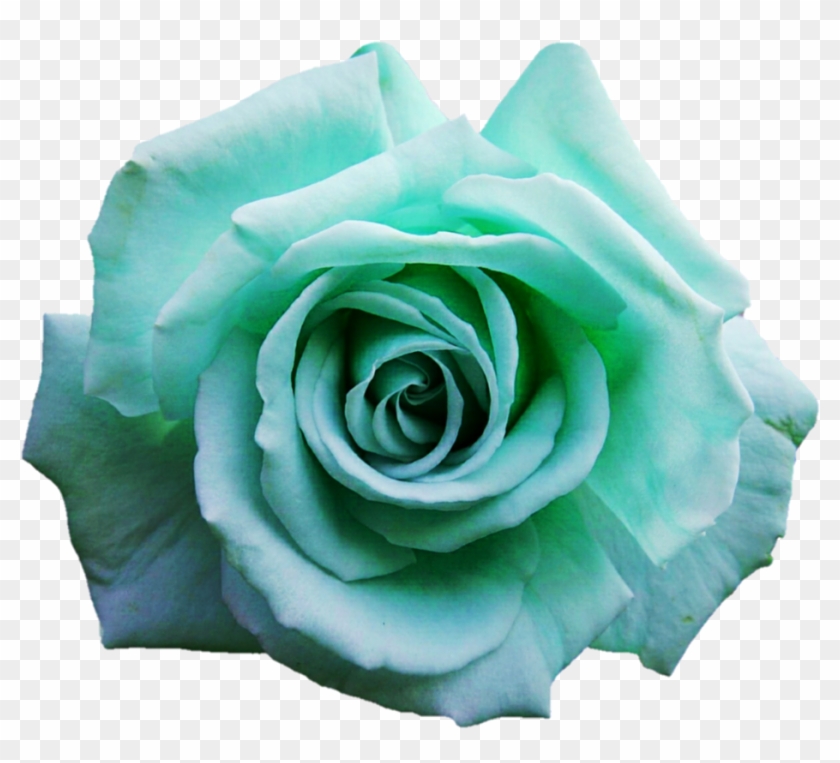 960 X 831 6 - Turquoise Rose Png Clipart