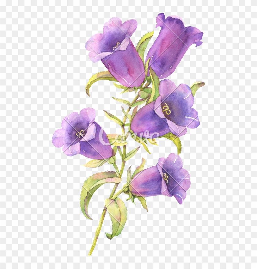 Watercolor Bluebell Flower Illustration - Blue Bell Flower Clipart #858588