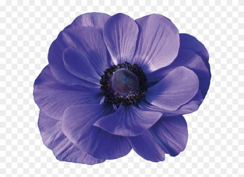 Anemones - Anemone Flower Png Clipart #858627