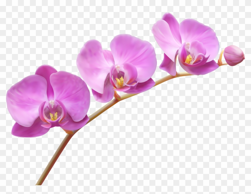 Orchids Transparent Png Clip Art Image - Translucent Flower Transparent Background