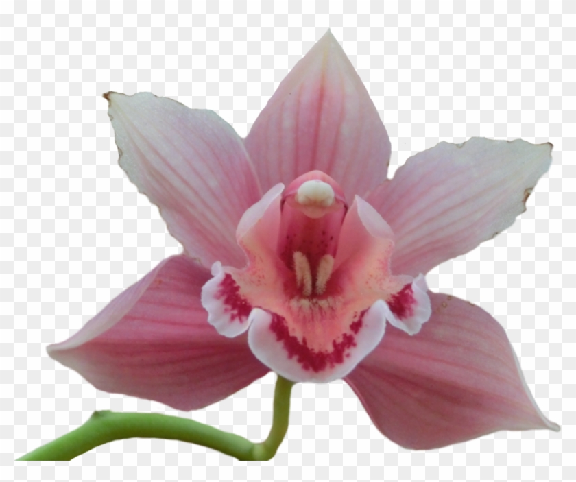 Pink Orchid Png - Png Orchid Clipart #860623