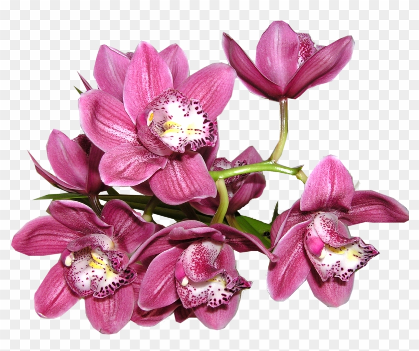 Orchid - Artificial Flower Clipart #860667