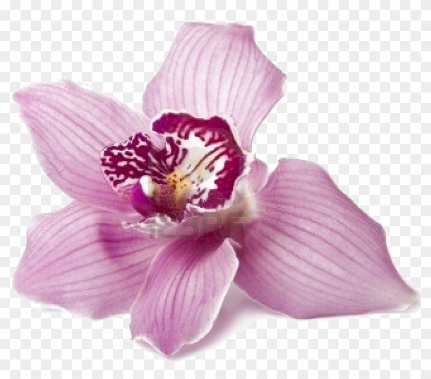 Orchid Suburbia Chs Ltd Clipart