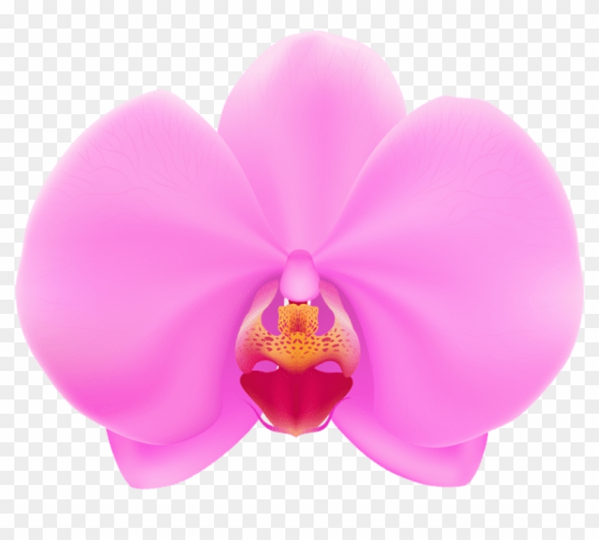 Free Png Download Pink Orchid Png Png Images Background - Orchid Flower Vector Png Clipart #861427