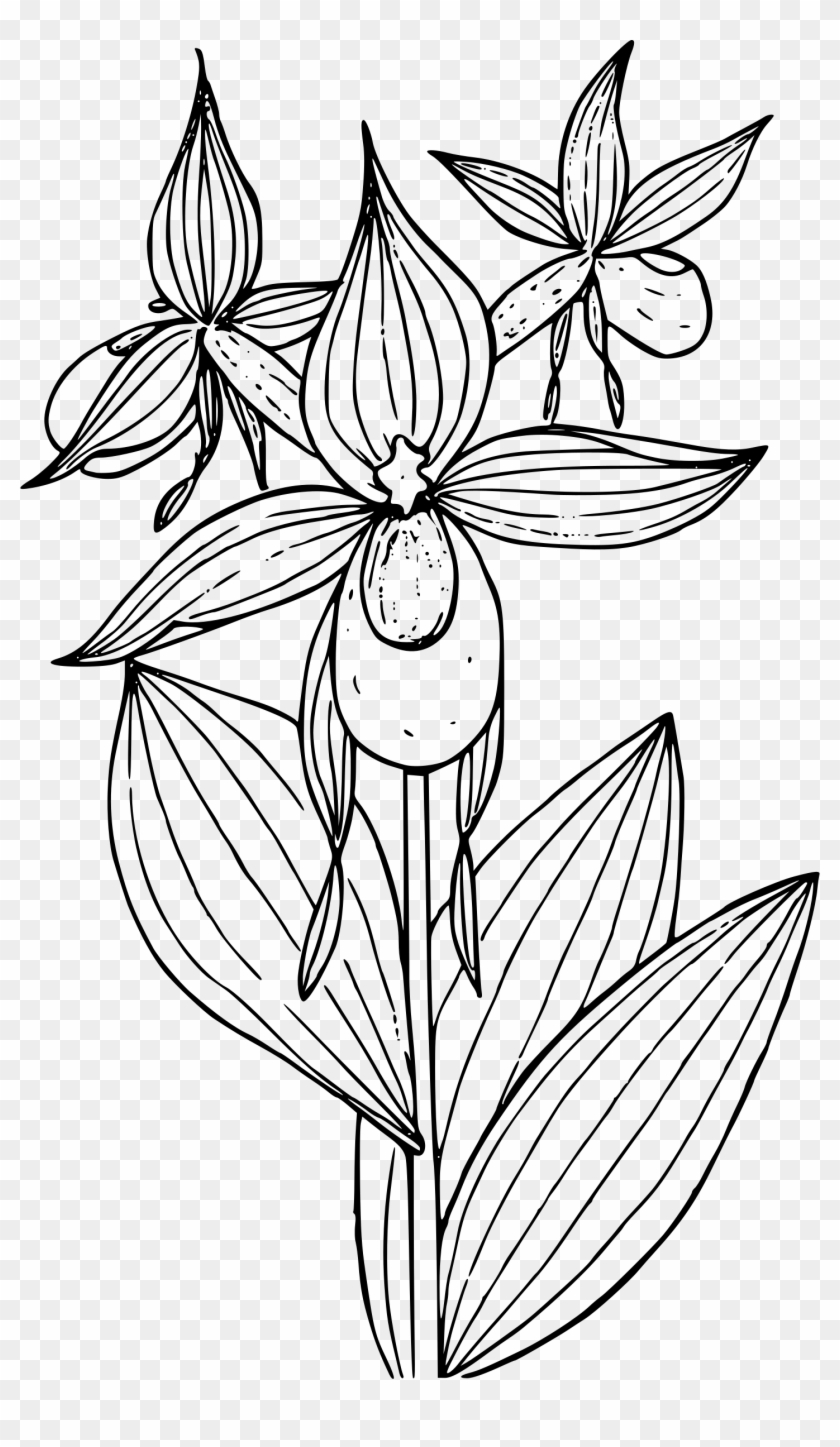 This Free Icons Png Design Of Mountain Lady's Slipper Clipart