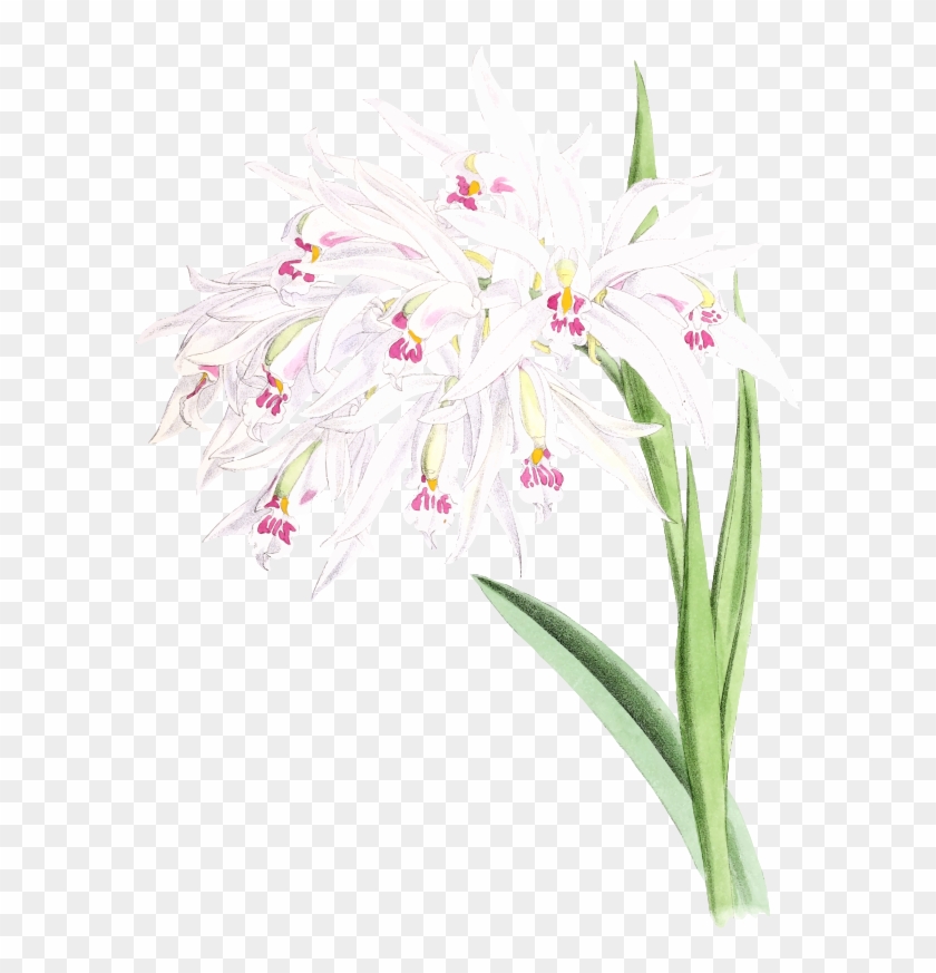 Medium Image - Christmas Orchid Clipart #861891