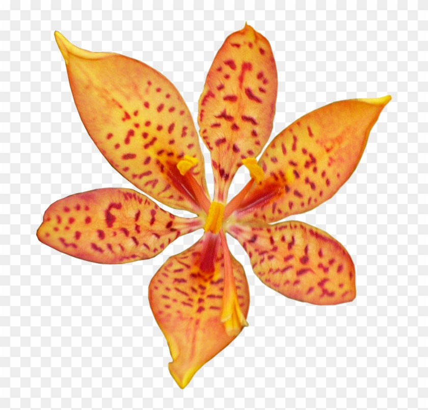 Orchid Clipart Orange - Blackberry Lily - Png Download #861952