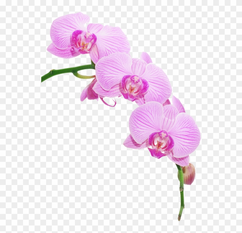 Pink Phalaenopsis Orchid Png Clipart