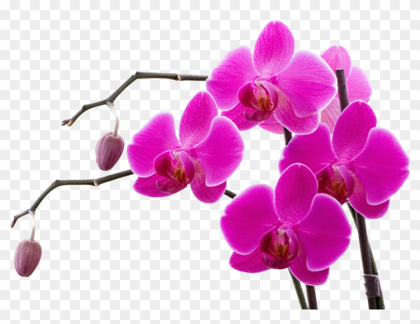 Png Pinterest And - Pink Orchid Clipart #863000