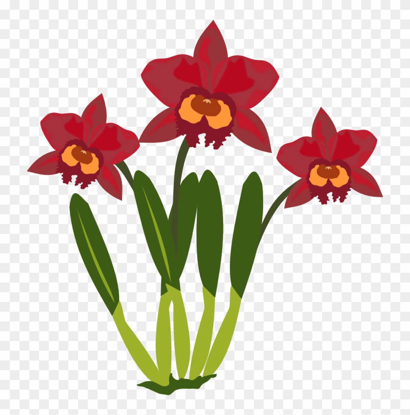 Orchid - Free - Cattleya Clipart - Png Download #863418