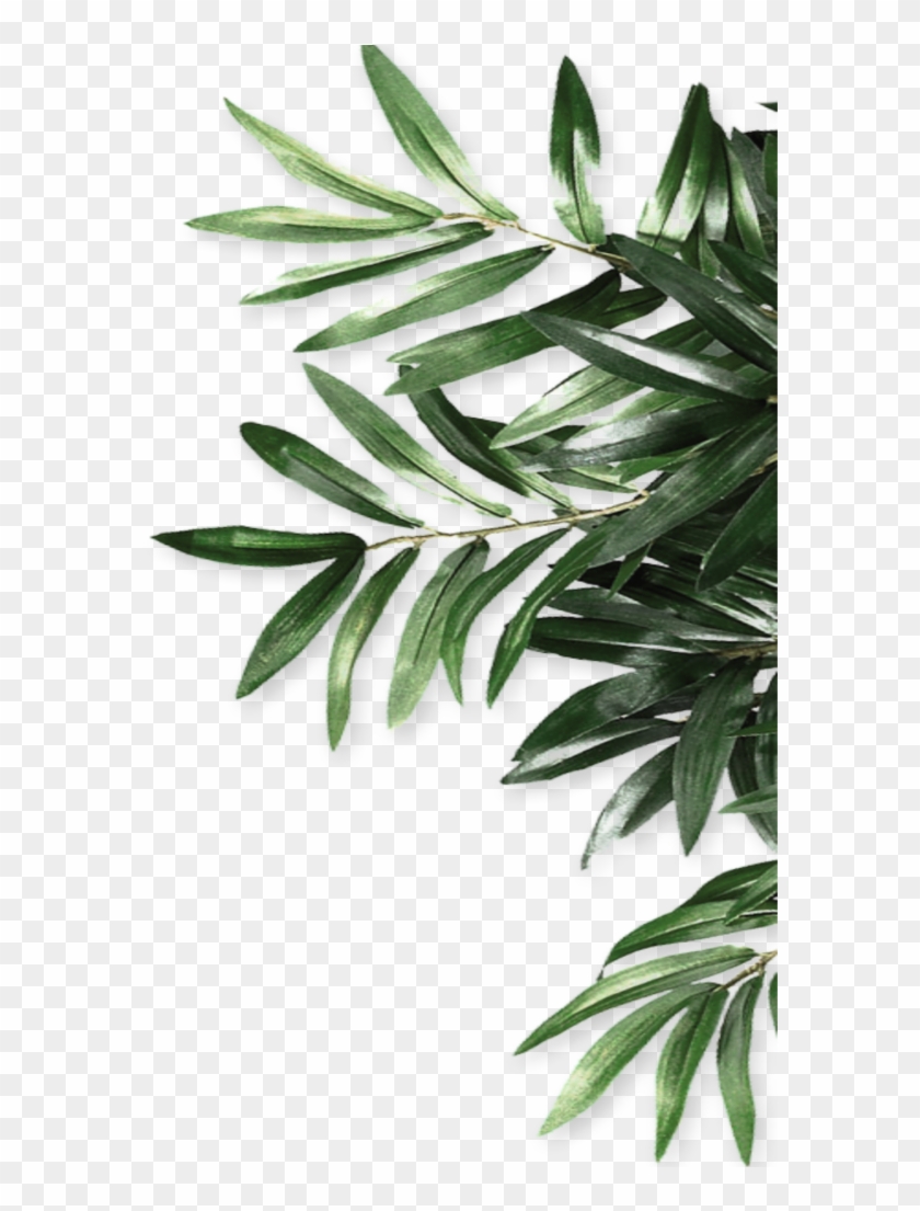 Mq Green Leaf Leaves Border Borders - J-hope Clipart