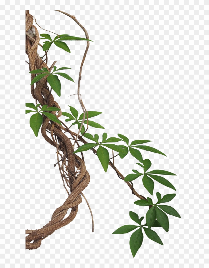 Mq Lian Vines Leaf Border Borders - Liana Clipart