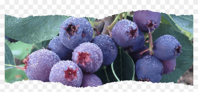 About Saskatoon Berries Berry Institute - Bilberry Clipart #865280
