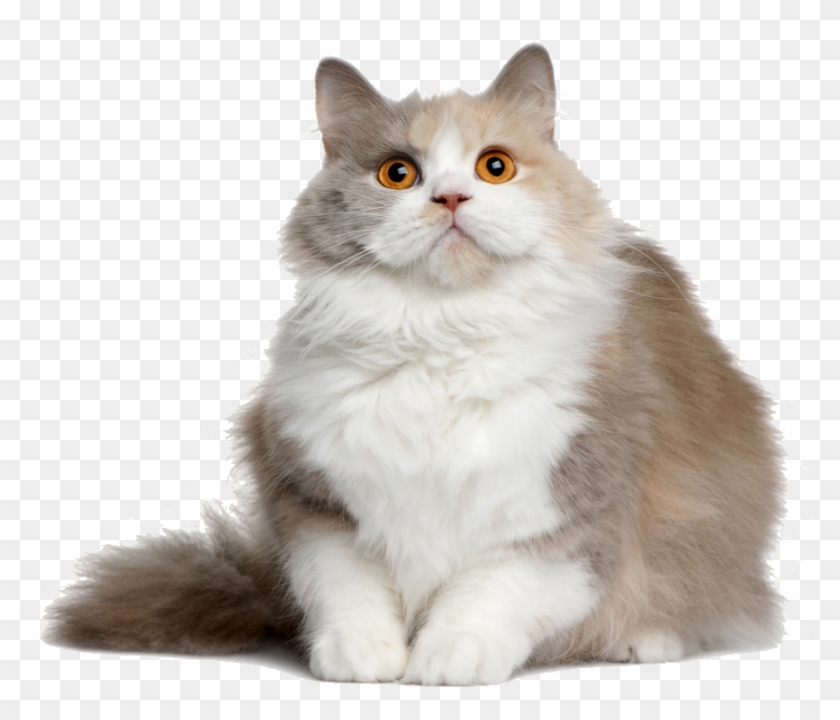 Cat Png File - Semi Long Hair Cats Clipart #865339