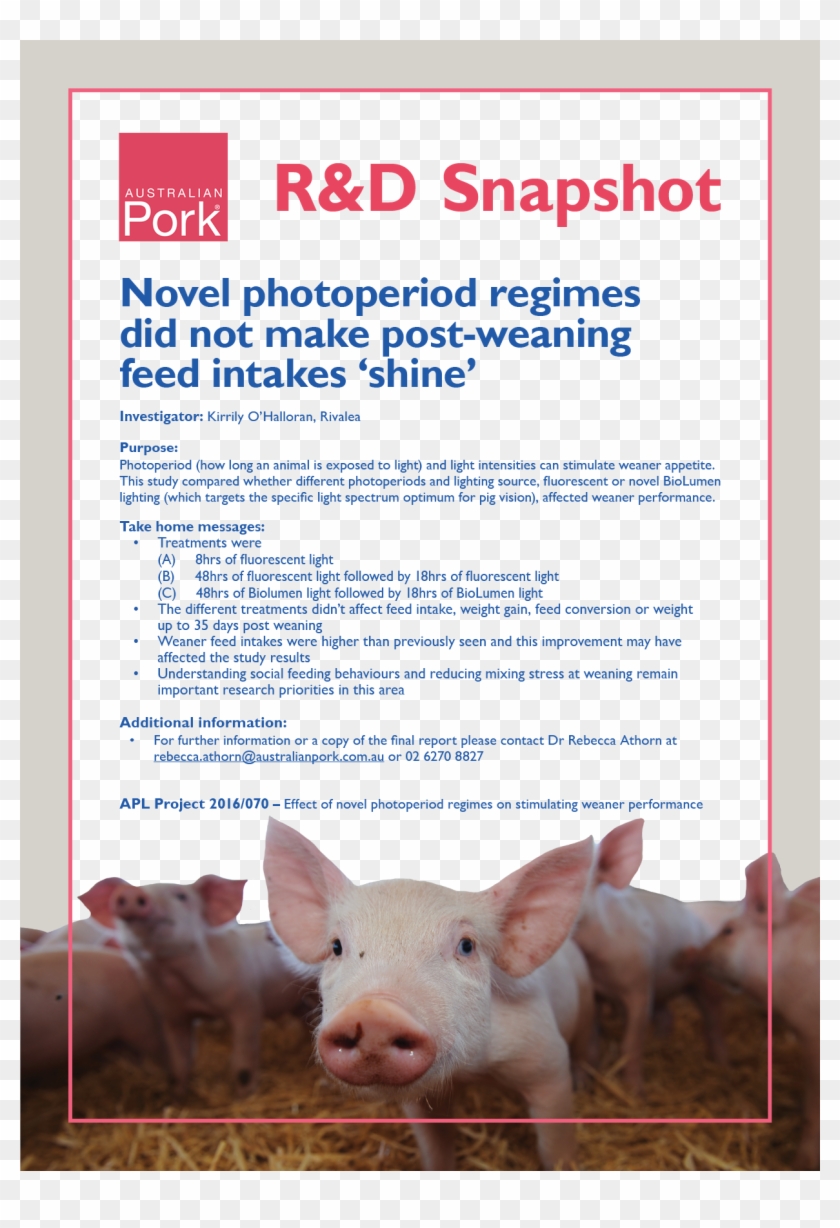 Novel Photoperiod Regimes Did Not Make Post-weaning Clipart #868310