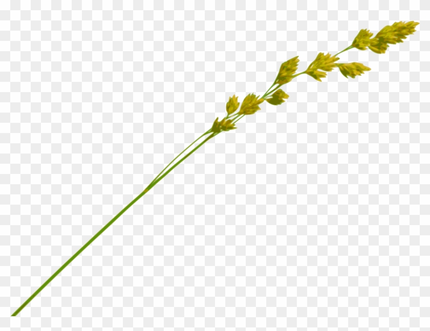 Grass Straw Png - Single Piece Of Straw Clipart #868910