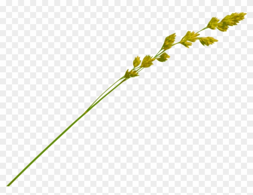Grass Straw Png - Single Piece Of Straw Clipart