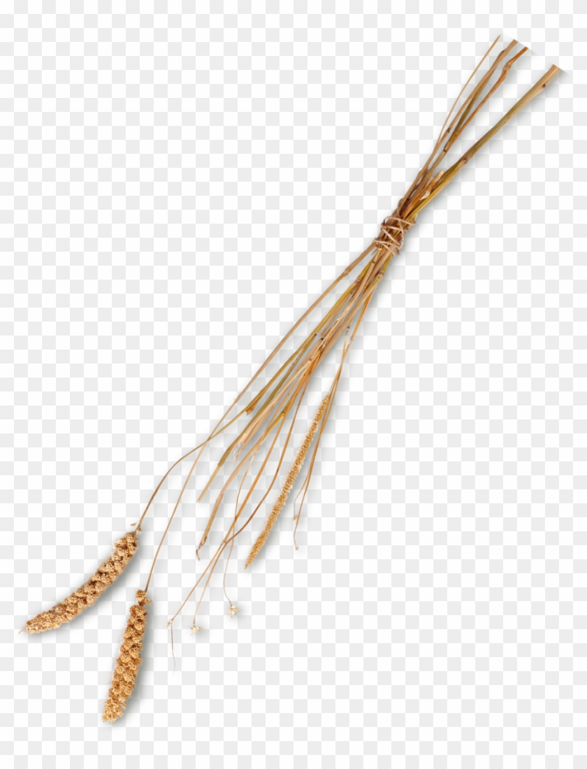 Grass Straw Png - Wire Clipart #869043