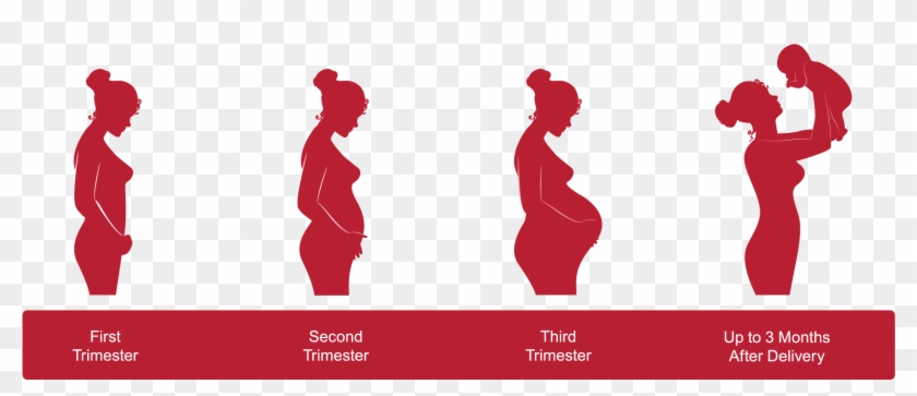 Pregnancy Timeline - Pregnancy Stages Icon Clipart #872951