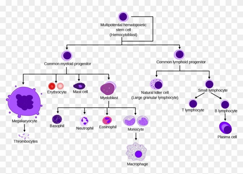 Haematopoiesis - Hematopoietic Cells Clipart