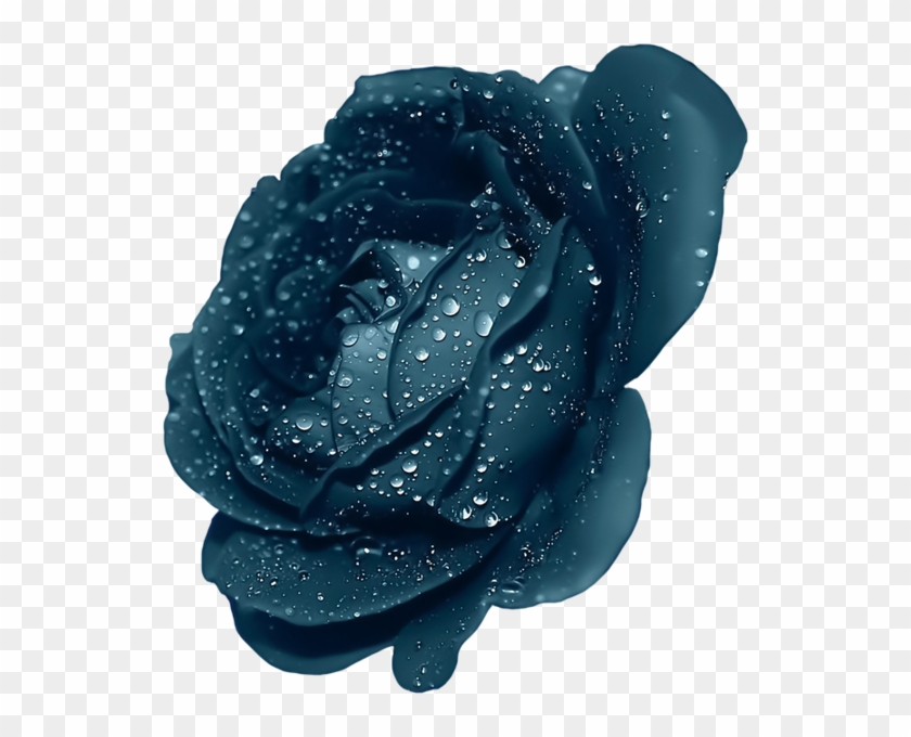 Dark Blue Rose Flower Clipart #874236