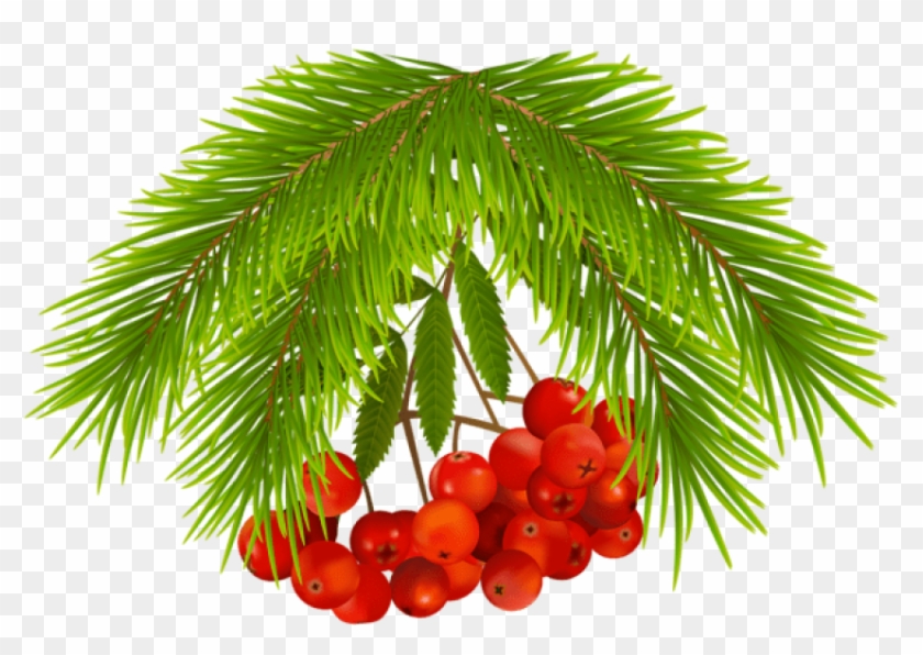 Free Png Christmas Holly Berries Png - Christmas Tree Clipart