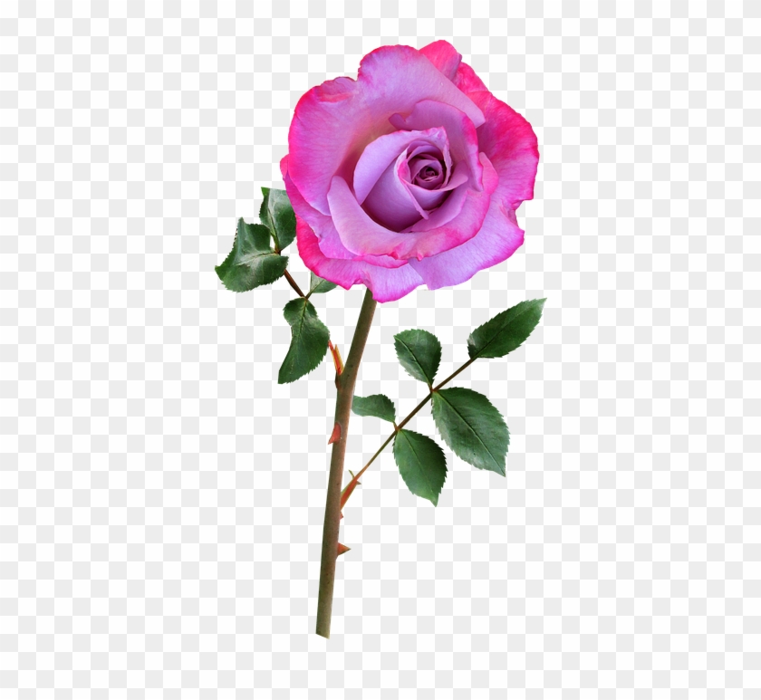 Free Photo Rose Flower Plant Pink Bloom - Flower With Stem Png Clipart