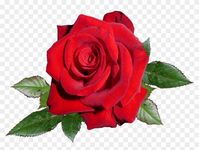 Garden Roses Clipart